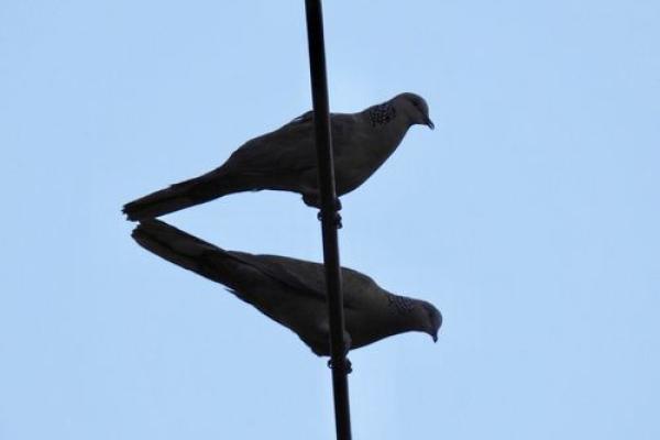 攀高枝儿是什么生肖(攀高枝儿是什么生肖,已答解析落实蛇) 攀高枝儿是什么生肖(攀高枝儿是什么生肖,已答解析落实蛇)