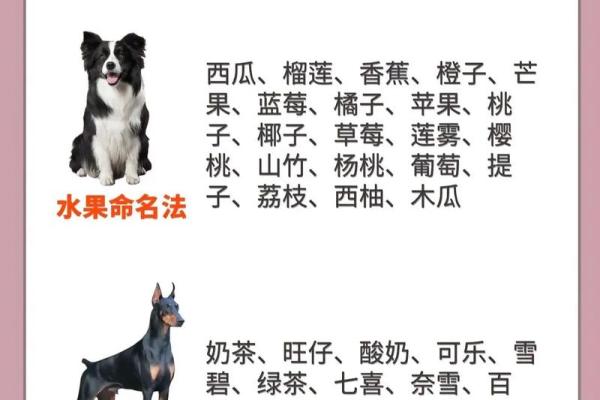 上午11点出生的属狗男孩怎么取名，用什么字好姓名
