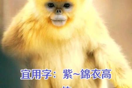 属猪辛时出生的男孩如何起名，宜用什么字姓名
