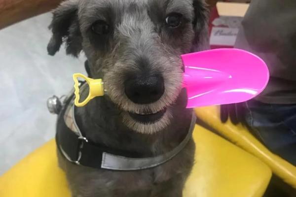 给狗狗起名字-狗名大全-母狗狗的名字-公狗狗的名字-名字大全-华易算命网姓名 给狗狗起名字-狗名大全-母狗狗的名字-公狗狗的名字-名字大全-华易算命网姓名